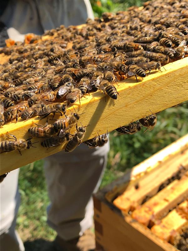 BeeHive Sustainability Program